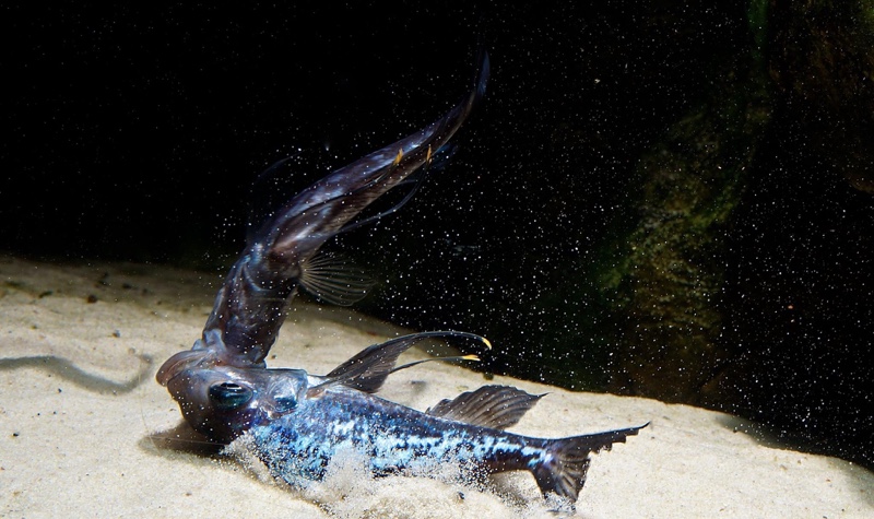 Ophthalmotilapia sp. 'whitecap' Cape Mpimbwe